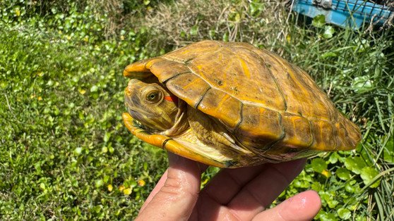 Emerald Albino Paradox Red Eared Slider - Image 5