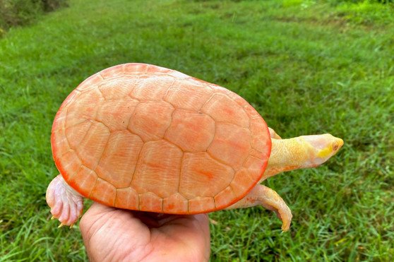 Emerald Albino Paradox Red Eared Slider - Image 2