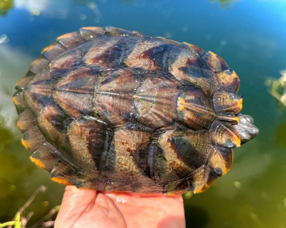 Charcoal Red Eared Slider - Garden Pond Sizes - Image 4