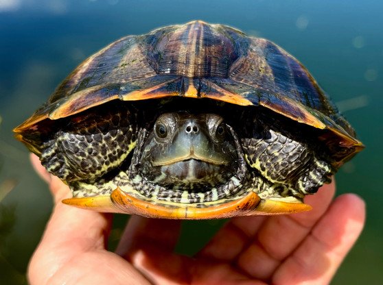 Charcoal Red Eared Slider - Garden Pond Sizes - Image 2