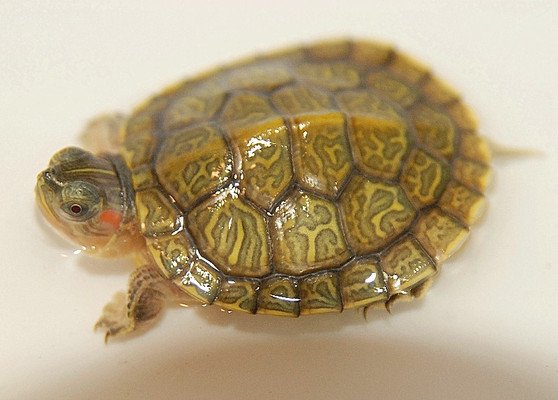 Hypo Translucent Albino Red Eared Slider - Image 3