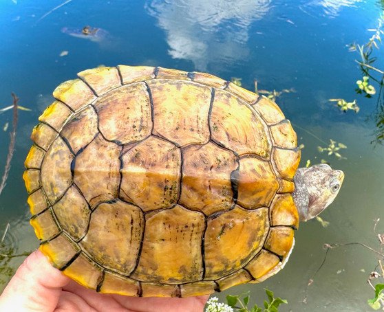 Hypo Translucent Albino Red Eared Slider - Image 2