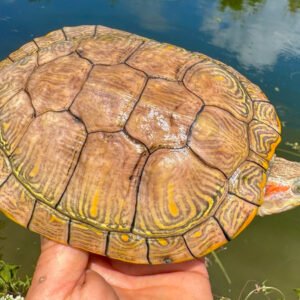 Hypo Translucent Albino Red Eared Slider