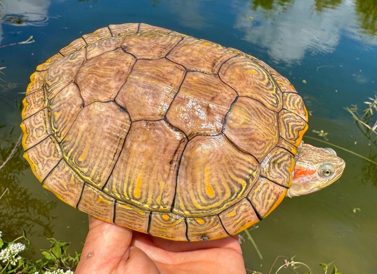 Hypo Translucent Albino Red Eared Slider