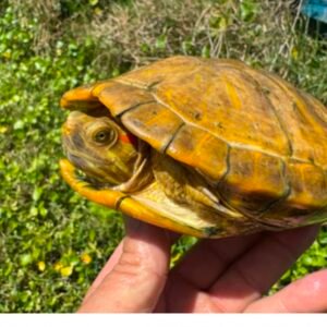 Emerald Albino Paradox Red Eared Slider- Garden Pond Sizes