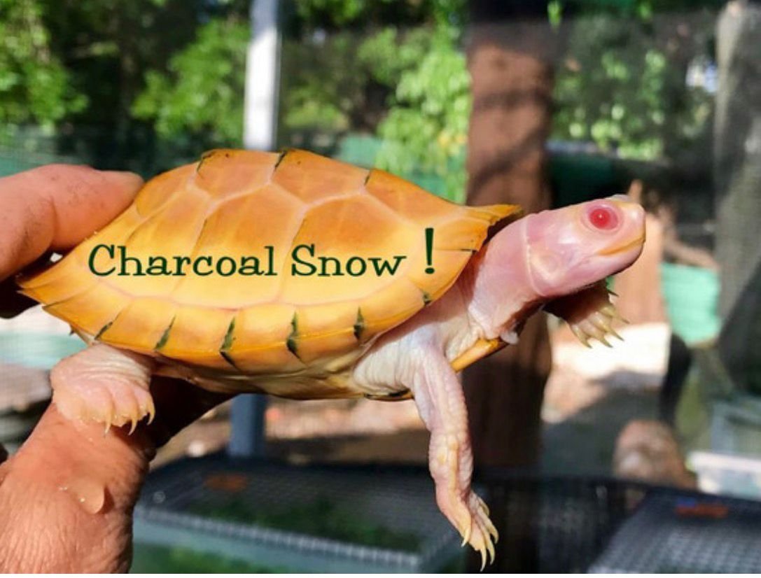 Charcoal Red Eared Slider - Garden Pond Sizes - Image 3