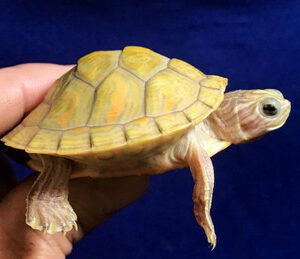 T-Positive Albino Florida Red Belly