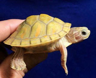 T-Positive Albino Florida Red Belly