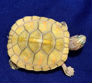 T-Positive Albino Florida Red Belly - Image 3