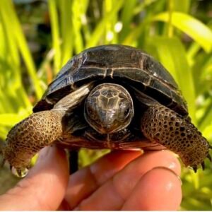 Aldabra Tortoises