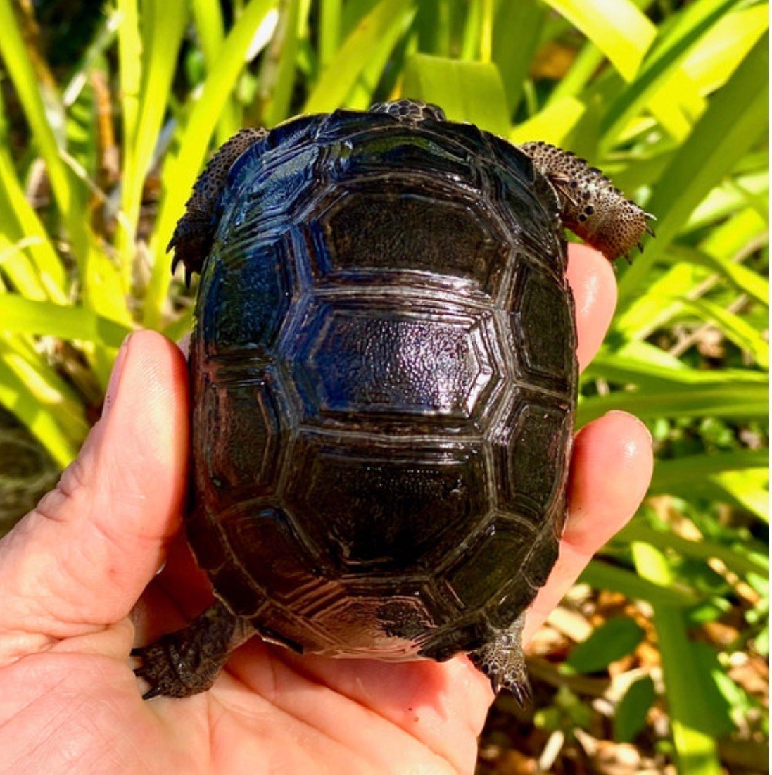 Aldabra Tortoises - Image 2