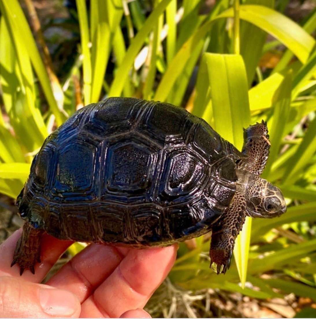 Aldabra Tortoises - Image 3