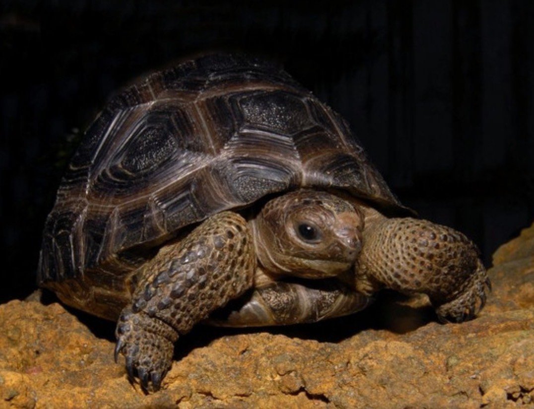 Aldabra Tortoises - Image 4