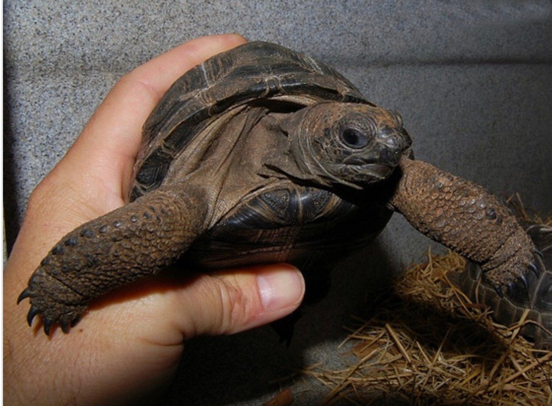 Aldabra Tortoises - Image 5