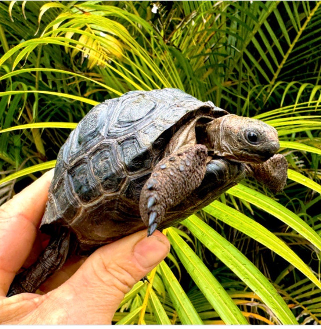 Aldabra Tortoises - Image 6