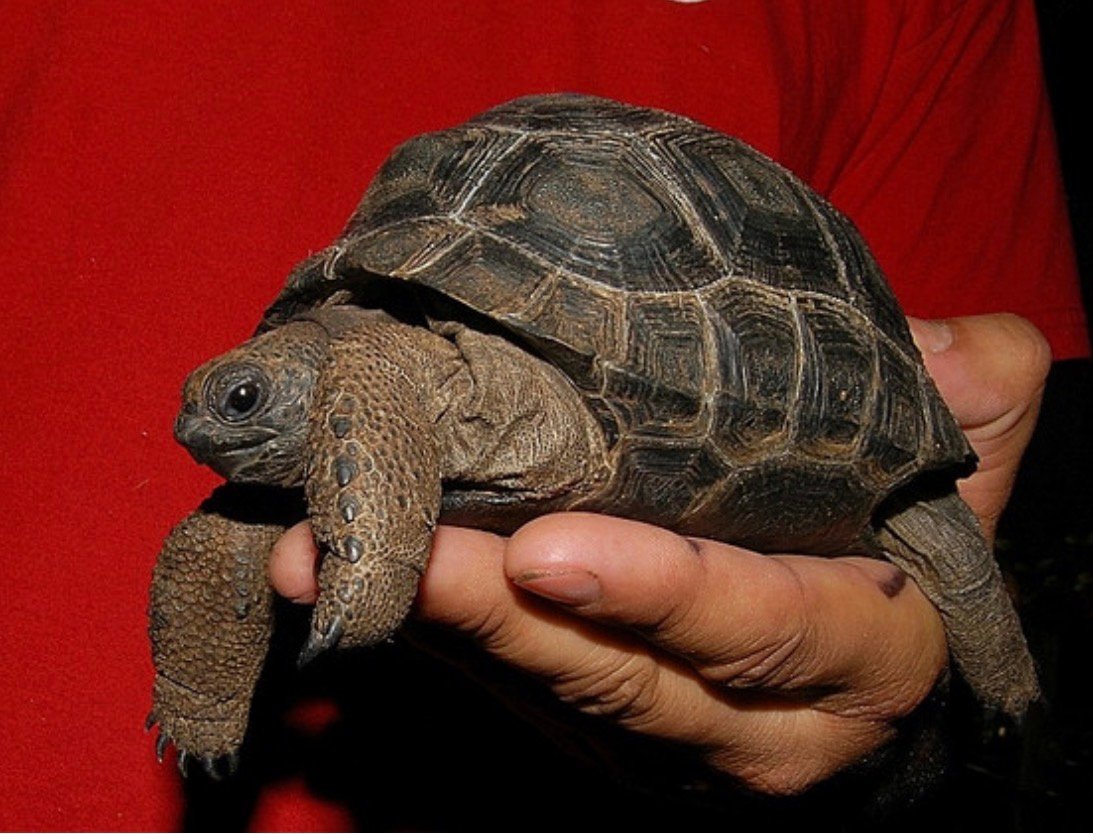 Aldabra Tortoises - Image 7