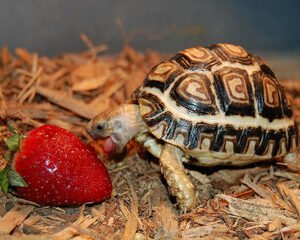 Leopard Tortoise