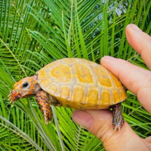 Platinum Yellow Leucistic Red Foot Tortoise