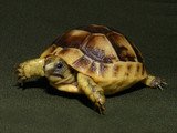 Greek Tortoise - Image 2