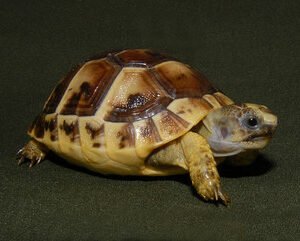 Greek Tortoise