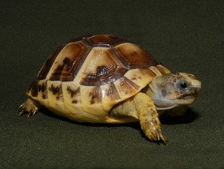 Greek Tortoise