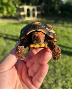 Red footed tortoise