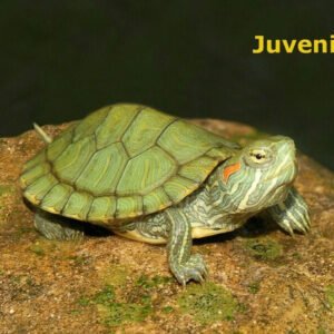 Red Eared Slider - Heterozygous for Albino