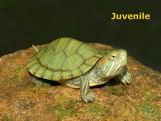 Red Eared Slider - Heterozygous for Albino