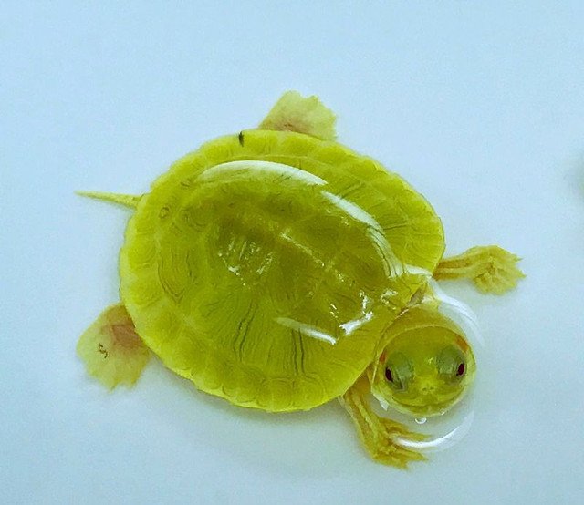 Emerald Albino Paradox Red Eared Slider