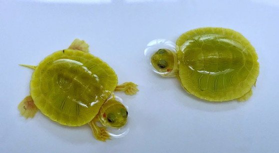 Emerald Albino Paradox Red Eared Slider - Image 4
