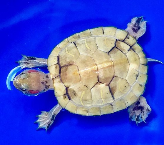 Paradox Albino Red Eared Slider - Garden Pond Sizes - Image 3