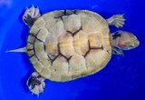 Paradox Albino Red Eared Slider - Garden Pond Sizes - Image 2