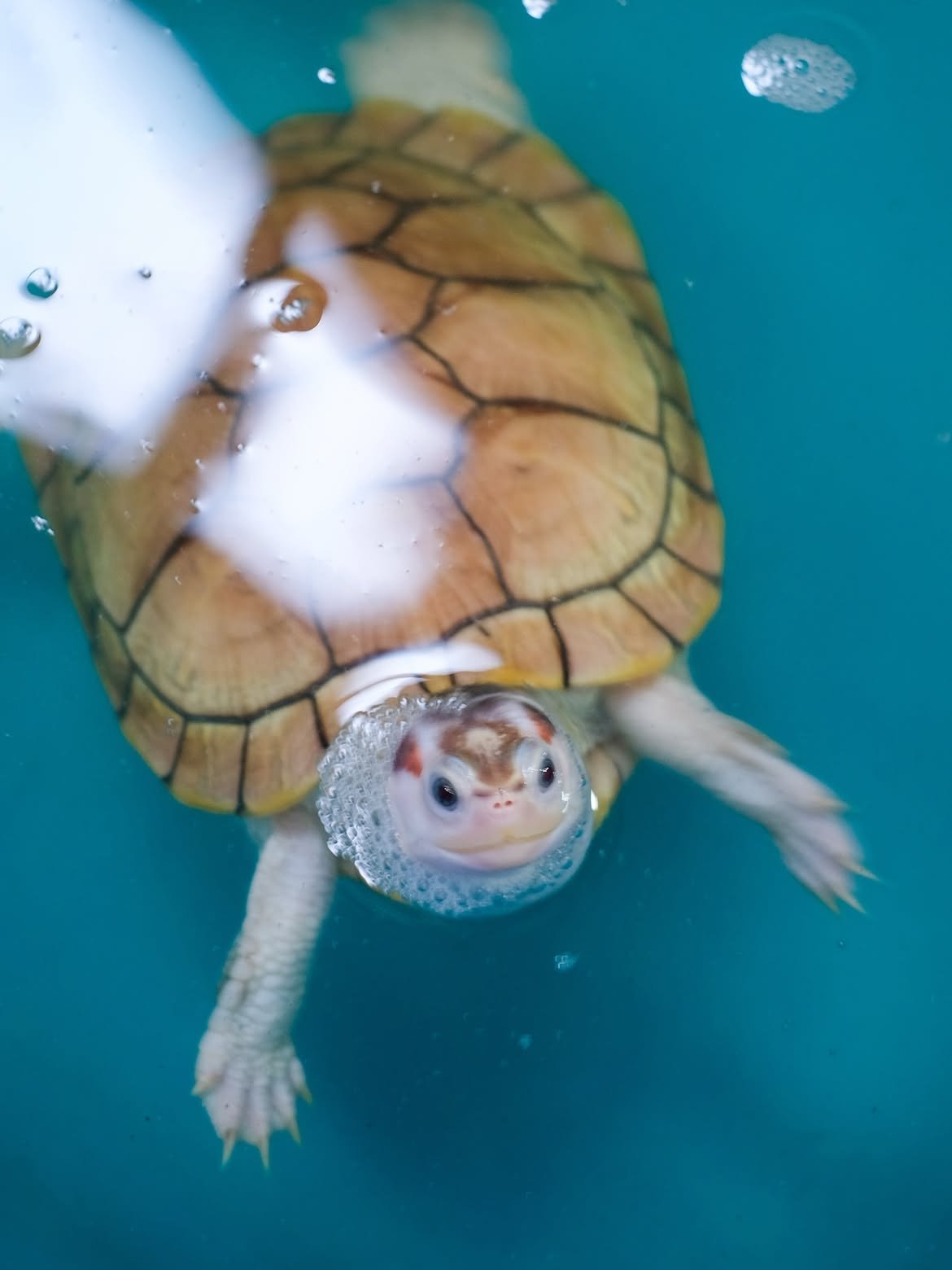 Premium Turtles & Tortoises - Image 3