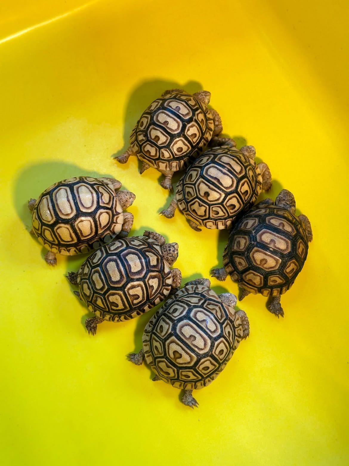 Baby Leopard Tortoise - Image 4
