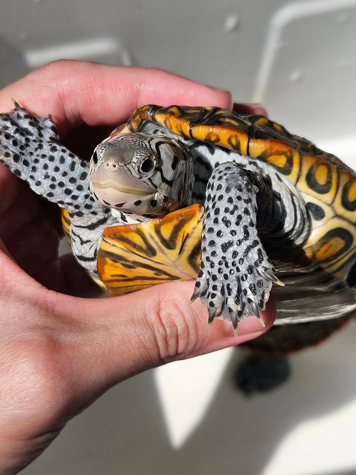 Diamondback Terrapin - Image 5