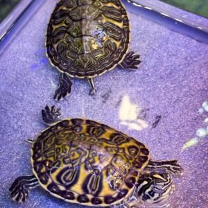 River Cooter Turtle