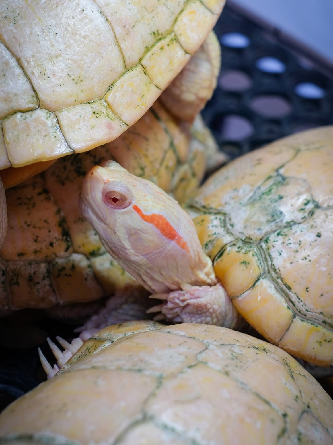 Premium Turtles & Tortoises - Image 2