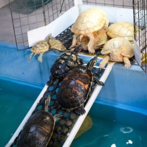 Premium Turtles & Tortoises