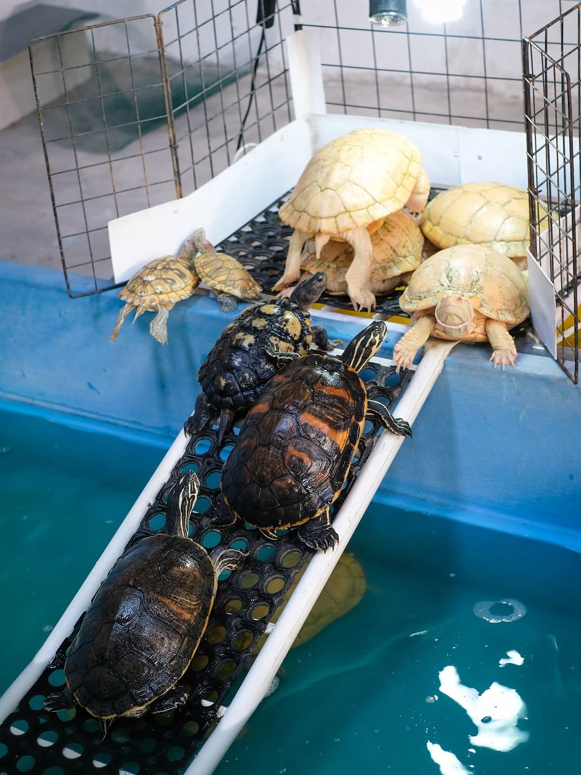 Premium Turtles & Tortoises