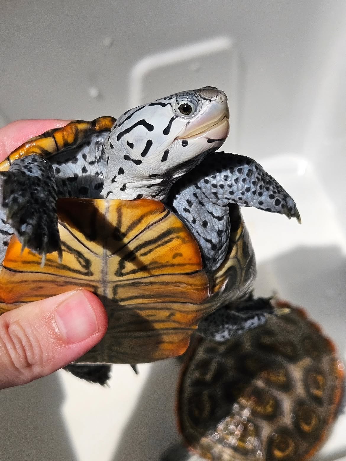 Diamondback Terrapin - Image 4