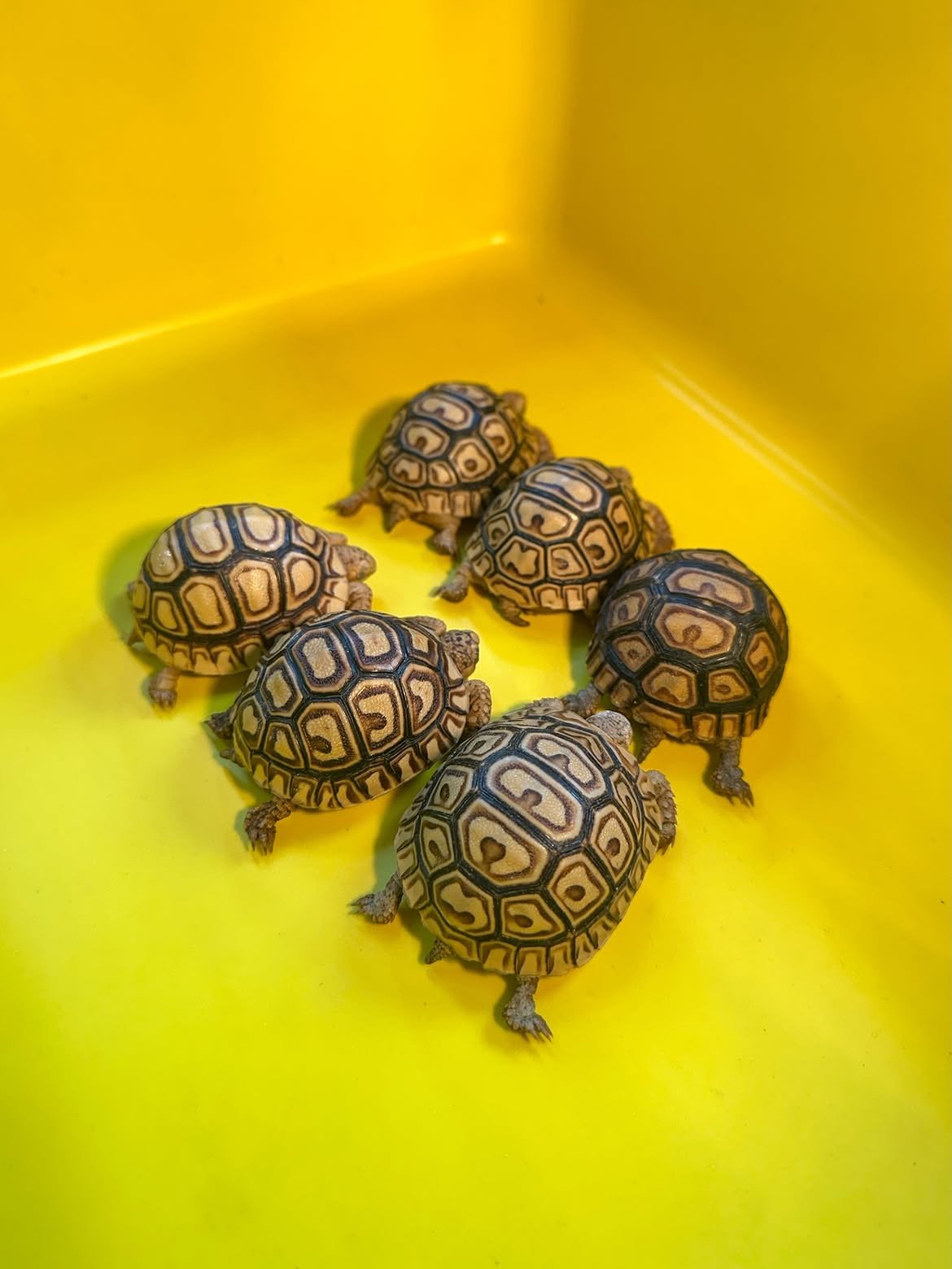 Baby Leopard Tortoise - Image 3