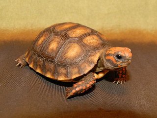 Bolivian Cherry Headed Red Footed Tortoise - Image 3
