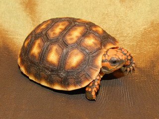 Bolivian Cherry Headed Red Footed Tortoise - Image 2