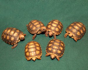 Bolivian Cherry Headed Red Footed Tortoise