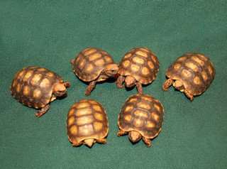 Bolivian Cherry Headed Red Footed Tortoise