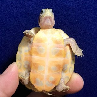 T-Positive Albino Florida Red Belly - Image 3
