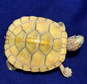 T-Positive Albino Florida Red Belly