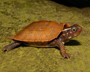 Vietnamese Wood Turtle