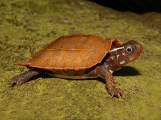 Vietnamese Wood Turtle