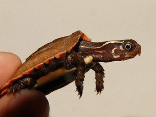 Vietnamese Wood Turtle - Image 3